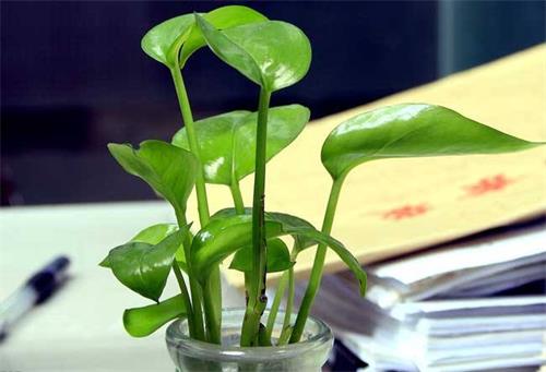 什么植物吸收甲醛最厉害？